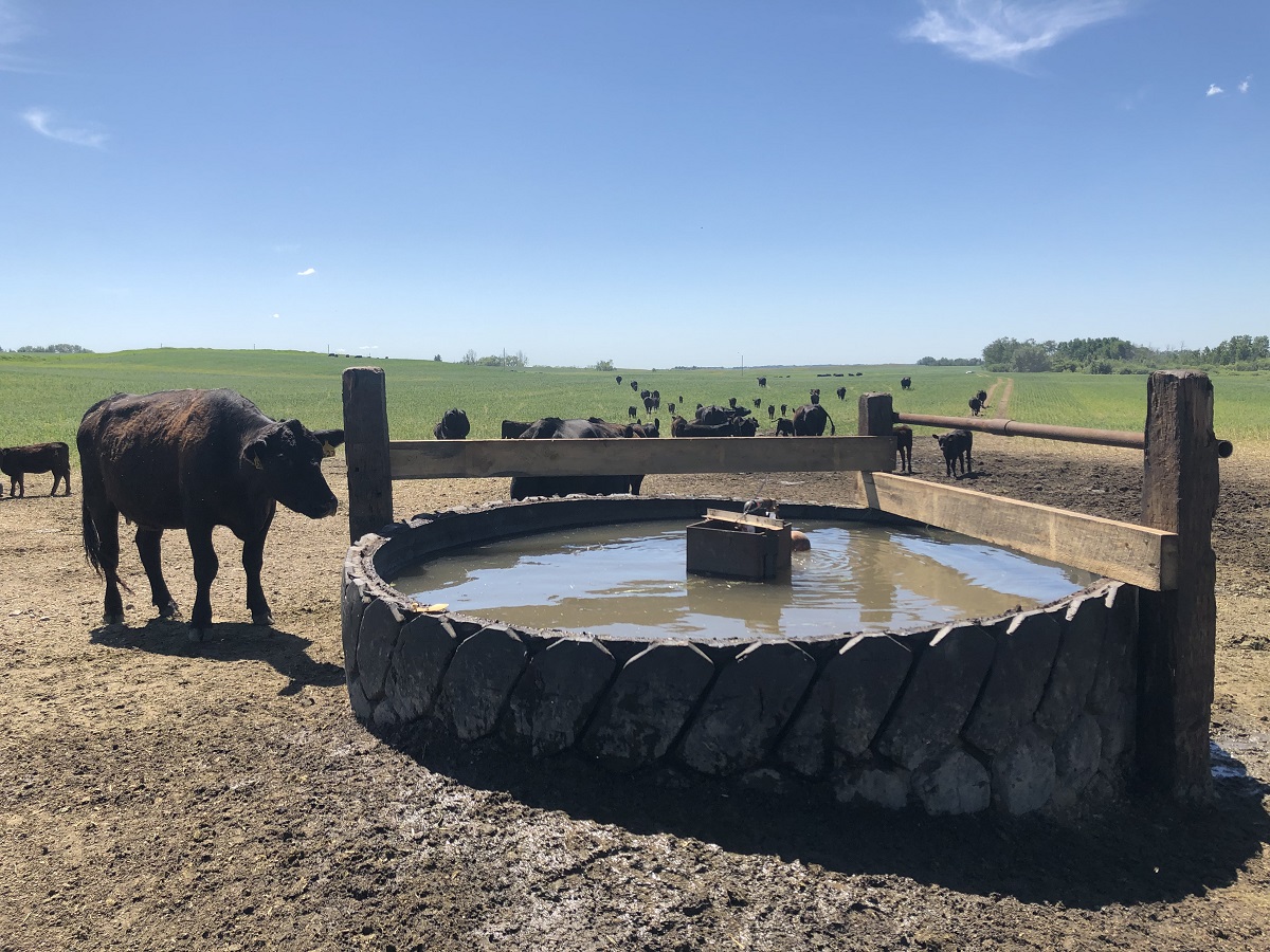 Tire tanks provide fresh water for cattle while grazing full-season cover crops. Livestock spend more time foraging and gain more weight when drinking from a fresh water source.
